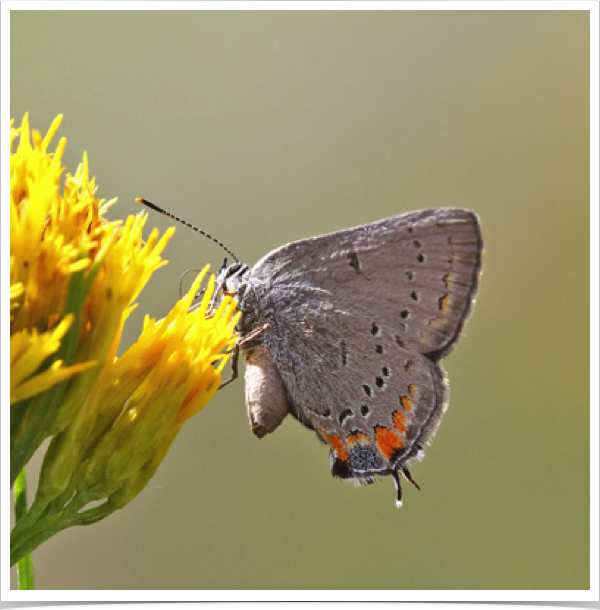 California Hairstreak